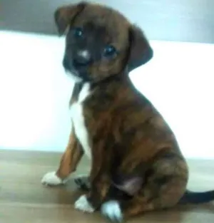 Cachorro raça Sem raça definida idade 2 a 6 meses nome Filhote
