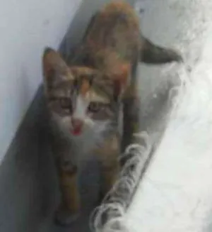 Gato raça srd idade Abaixo de 2 meses nome Sandrilinis