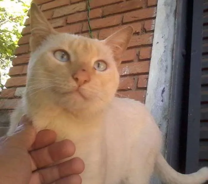 Gato ra a nenhuma idade 1 ano nome pretinha e branco