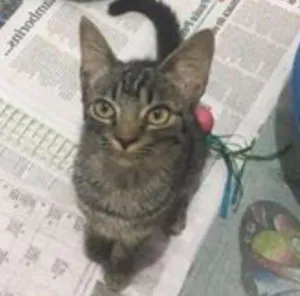 Gato raça Srd idade 2 a 6 meses nome Catarina