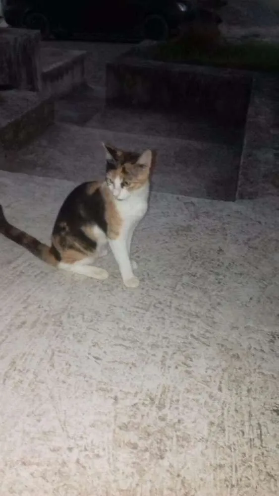 Gato ra a Misturada idade 2 a 6 meses nome Maia