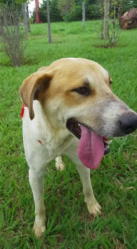 Cachorro ra a Mistura idade 1 ano nome Latildo