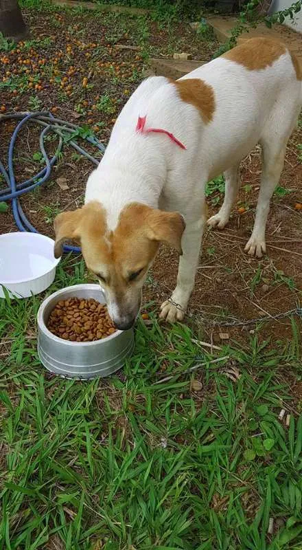 Cachorro ra a Mistura idade 1 ano nome Latildo