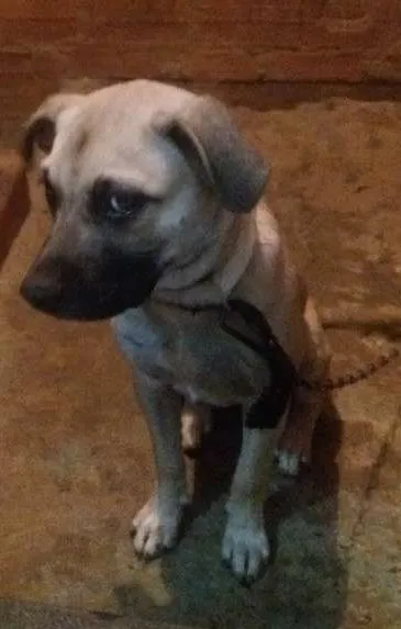 Cachorro ra a Pitbull com vira-lata idade 2 a 6 meses nome Bolt Duraque Silva