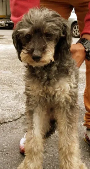 Cachorro raça POODLE idade 3 anos nome PEPI