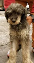 PEPI