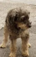PEPI