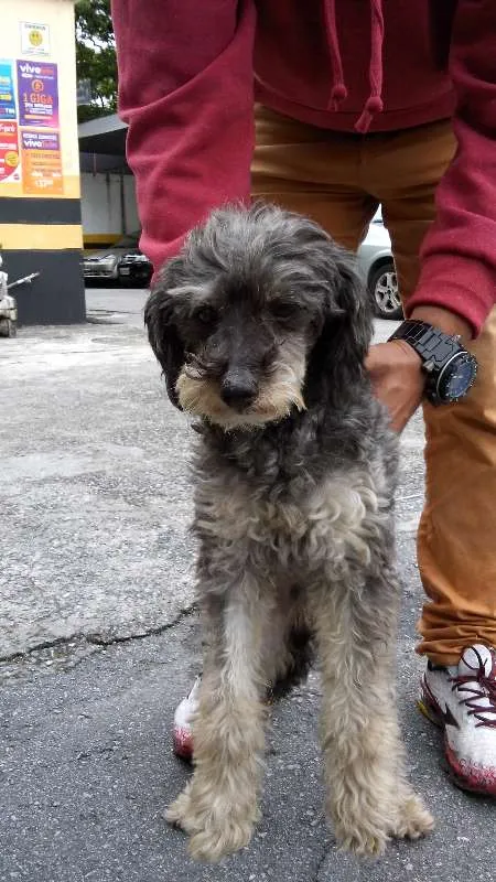 Cachorro ra a POODLE idade 3 anos nome PEPI