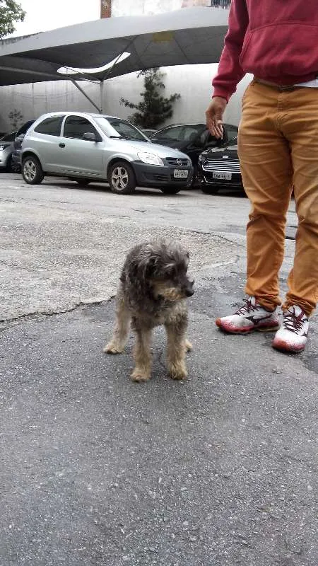 Cachorro ra a POODLE idade 3 anos nome PEPI