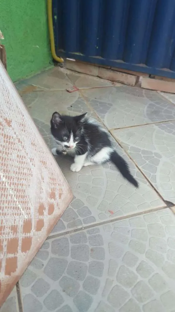 Gato ra a SRD idade Abaixo de 2 meses nome Sem nome 