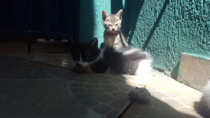 Gato ra a SRD idade Abaixo de 2 meses nome Sem nome 