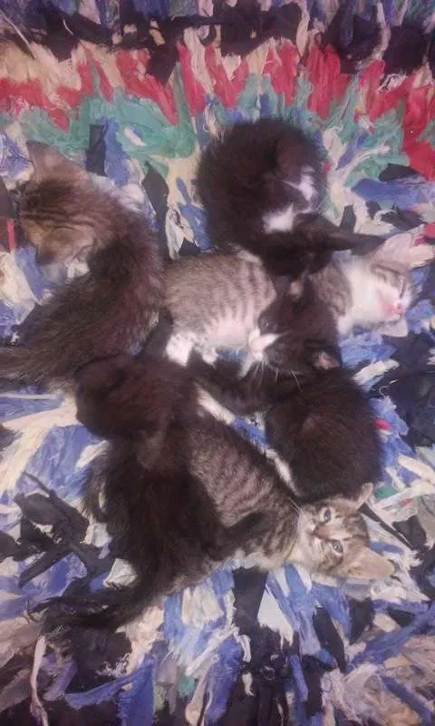 Gato raça  idade Abaixo de 2 meses nome Sem Nome