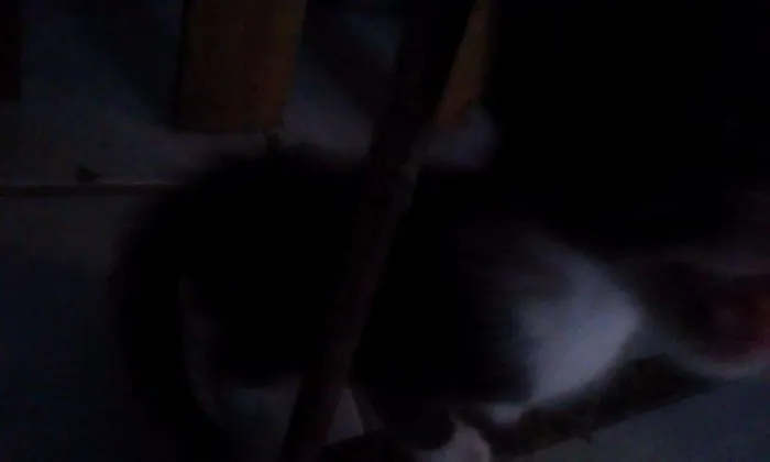 Gato raça  idade Abaixo de 2 meses nome Sem Nome