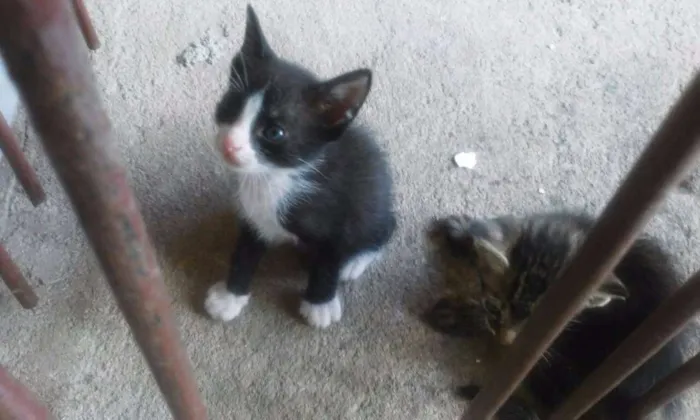 Gato raça  idade Abaixo de 2 meses nome Sem Nome