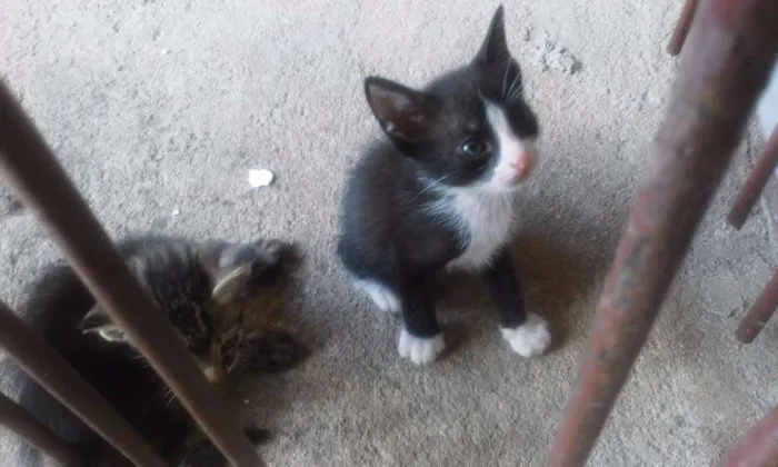 Gato raça  idade Abaixo de 2 meses nome Sem Nome