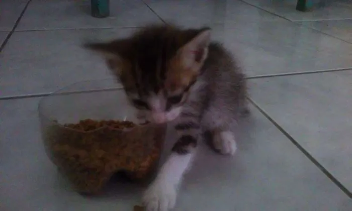 Gato raça  idade Abaixo de 2 meses nome Sem Nome