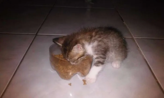 Gato raça  idade Abaixo de 2 meses nome Sem Nome