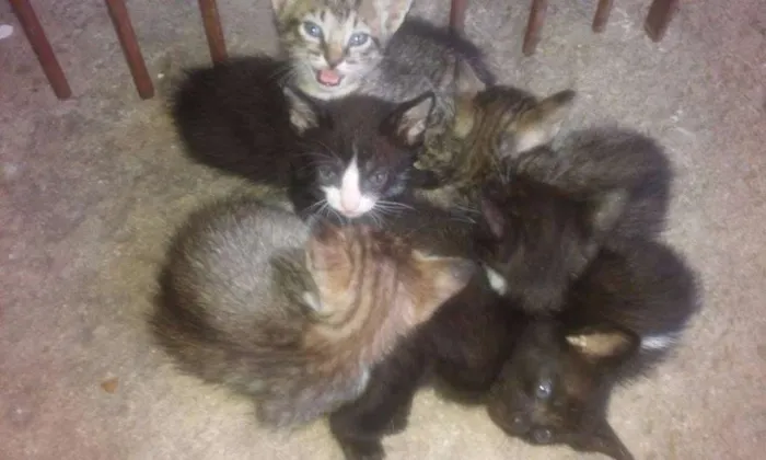 Gato raça  idade Abaixo de 2 meses nome Sem Nome