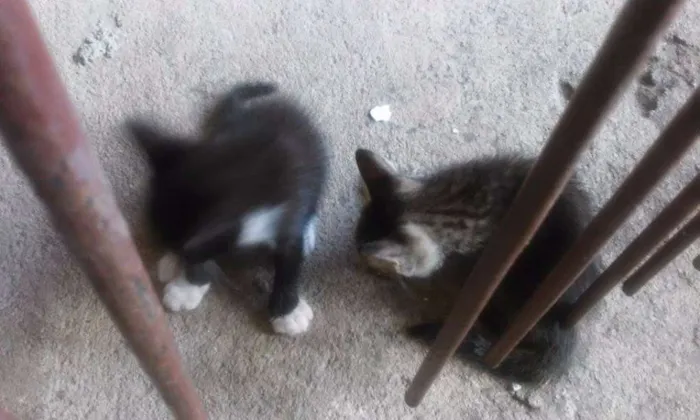 Gato raça  idade Abaixo de 2 meses nome Sem Nome