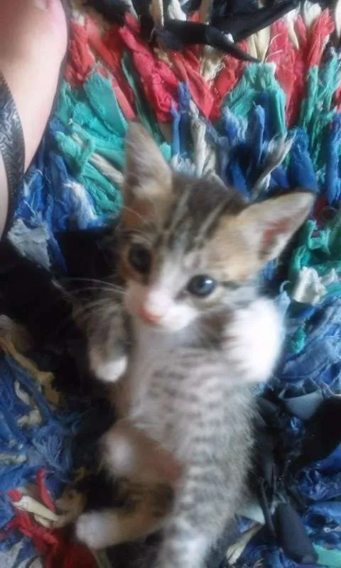 Gato raça  idade Abaixo de 2 meses nome Sem Nome