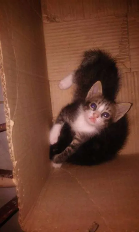 Gato raça  idade Abaixo de 2 meses nome Sem Nome