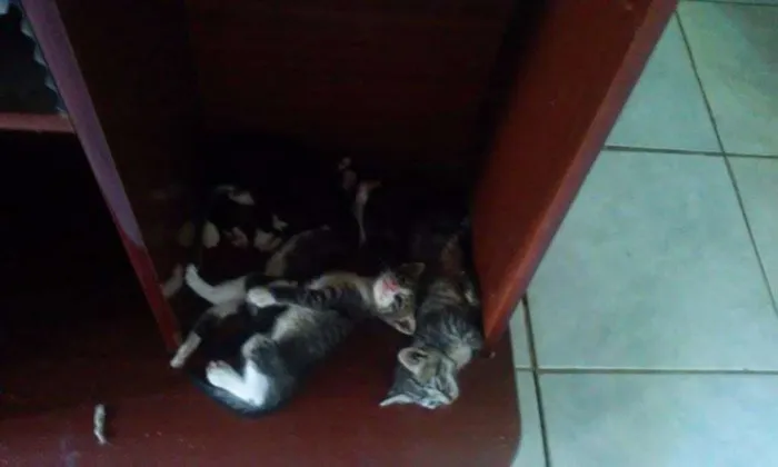 Gato raça  idade Abaixo de 2 meses nome Sem Nome
