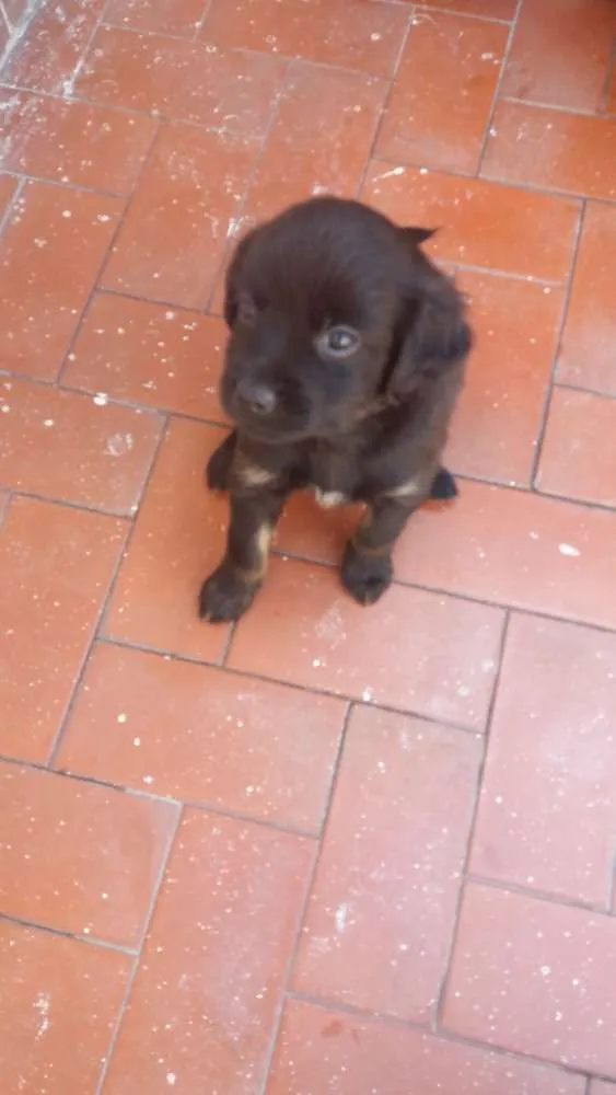 Cachorro ra a Vira lata idade Abaixo de 2 meses nome Sem nome