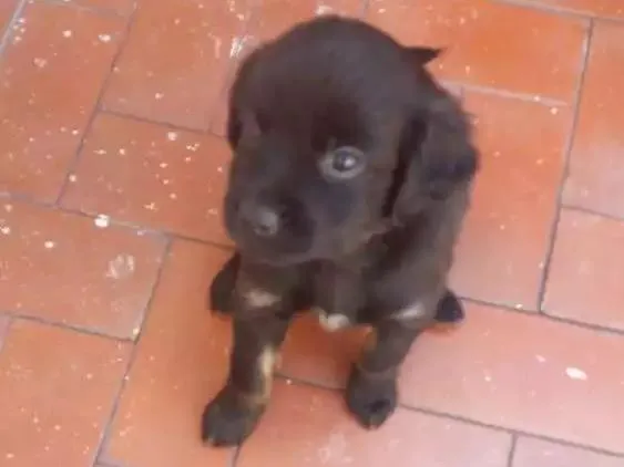Cachorro ra a Vira lata idade Abaixo de 2 meses nome Sem nome