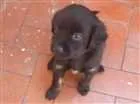 Cachorro raça Vira lata idade Abaixo de 2 meses nome Sem nome