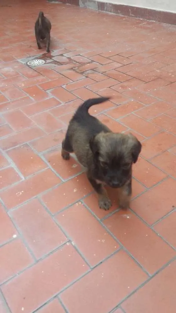 Cachorro ra a Vira lata idade Abaixo de 2 meses nome Sem nome