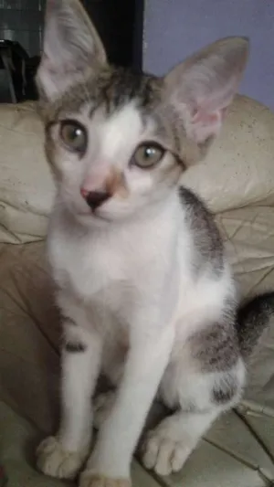 Gato raça vira lata  idade 2 a 6 meses nome garfo