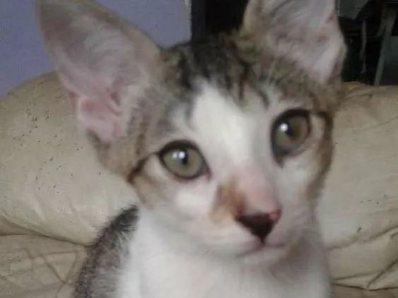 Gato raça vira lata  idade 2 a 6 meses nome garfo