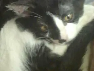 Gato raça vira lata  idade 2 a 6 meses nome faca
