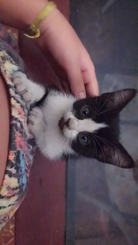 Gato ra a ... idade Abaixo de 2 meses nome ...