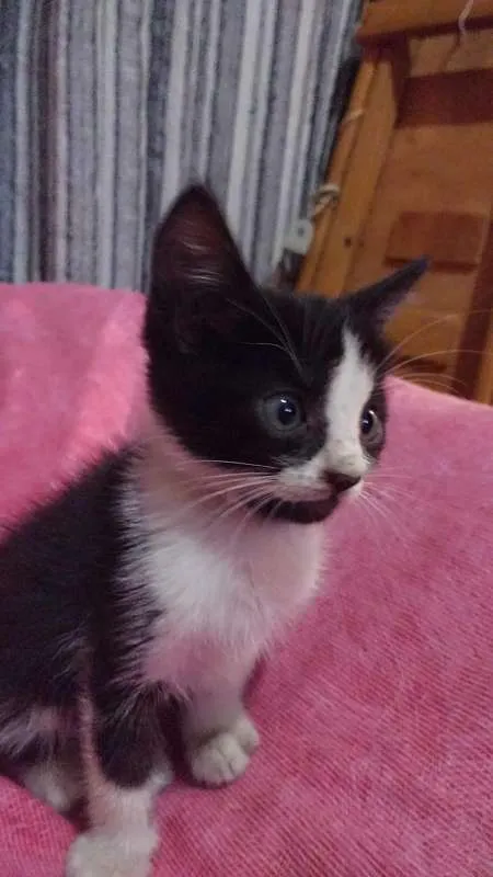 Gato ra a ... idade Abaixo de 2 meses nome ...