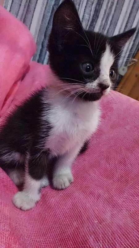 Gato ra a ... idade Abaixo de 2 meses nome ...
