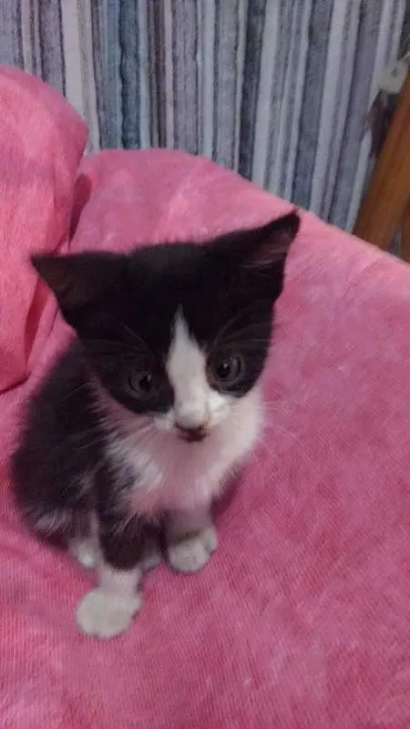 Gato ra a ... idade Abaixo de 2 meses nome ...