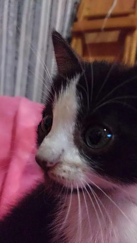 Gato ra a ... idade Abaixo de 2 meses nome ...