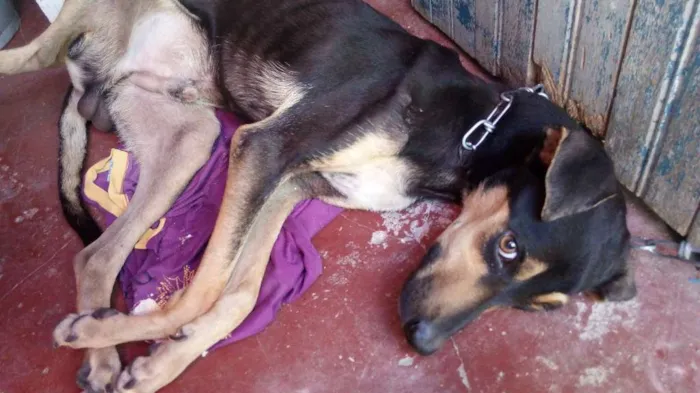 Cachorro raça Sem raça definida idade 1 ano nome Vitório 