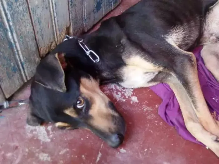 Cachorro raça Sem raça definida idade 1 ano nome Vitório 