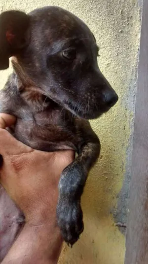 Cachorro raça Srd idade 2 a 6 meses nome Sem nome