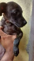 Cachorro raça Srd idade 2 a 6 meses nome Sem nome