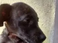 Cachorro raça Srd idade 2 a 6 meses nome Sem nome