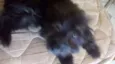 Cachorro raça Srd idade 2 a 6 meses nome Sem nome