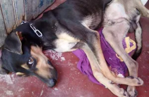 Cachorro raça Sem raça definida idade 1 ano nome Vitório 