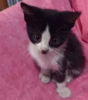 Gato raça ... idade Abaixo de 2 meses nome ...