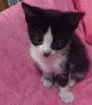 Gato raça ... idade Abaixo de 2 meses nome ...
