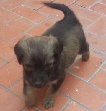Cachorro ra a Vira lata idade Abaixo de 2 meses nome Sem nome