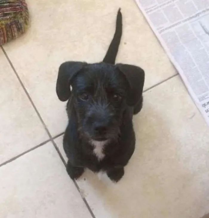 Cachorro ra a SRD idade 7 a 11 meses nome Cléo
