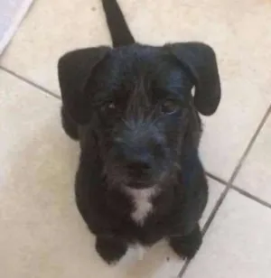 Cachorro raça SRD idade 7 a 11 meses nome Cléo